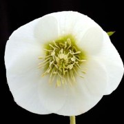 Helleborus x hybridus single flowered forms - Post Office Farm Nursery